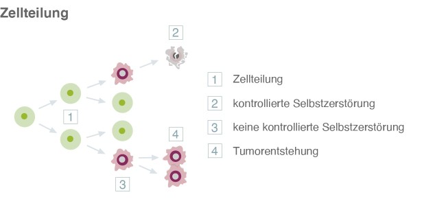 Zellteilung und Tumorentstehung