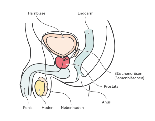 Prostata: Lage im Körper
