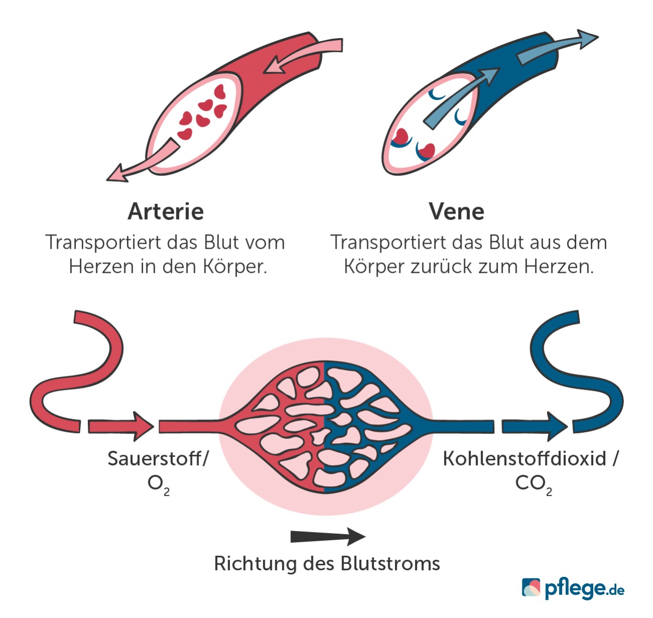 Unterschied Arterie und Vene