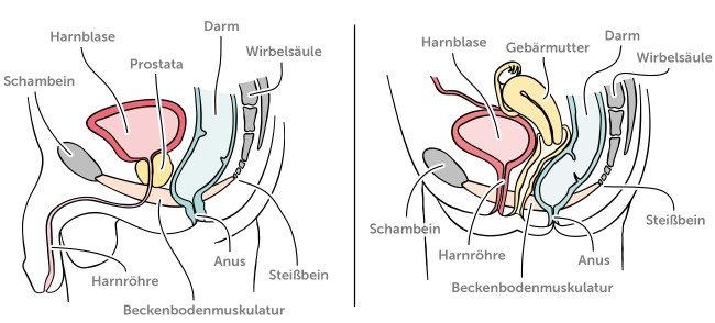 Beckenboden bei Mann und Frau