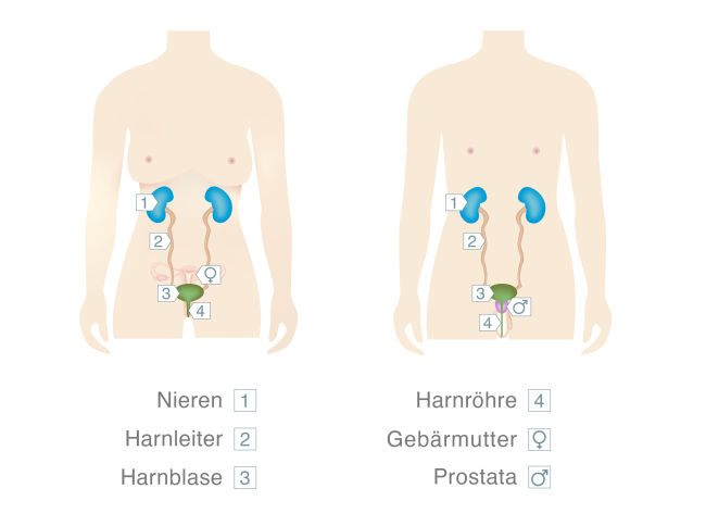 Nieren und ableitende Harnwege