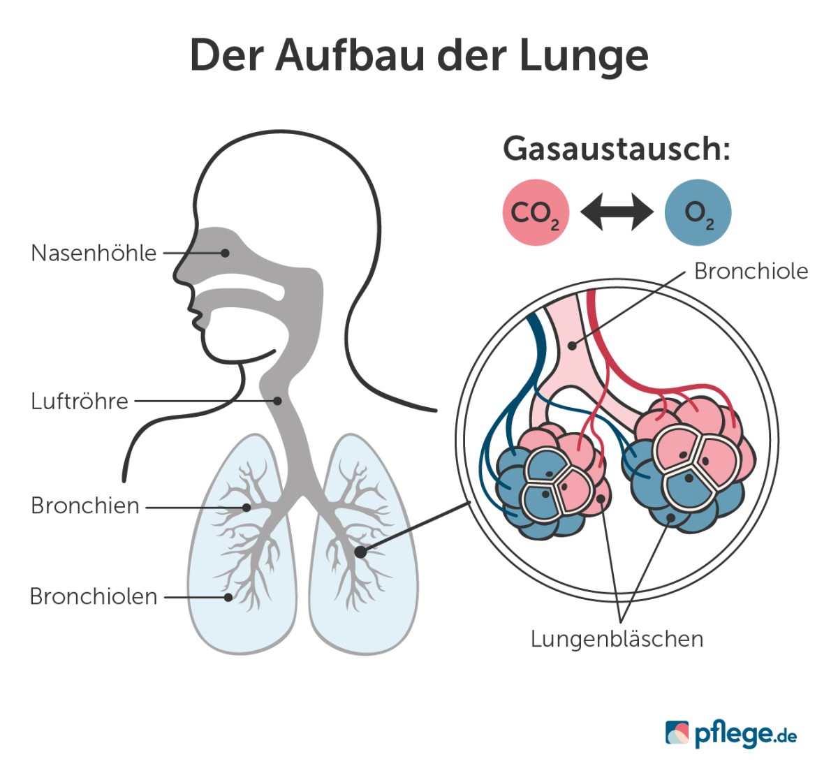 Aufbau der menschlichen Lunge