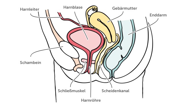 Inkontinenz und Harntrakt bei Frauen