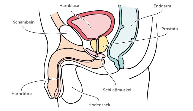 Inkontinenz und Harntrakt bei Männern