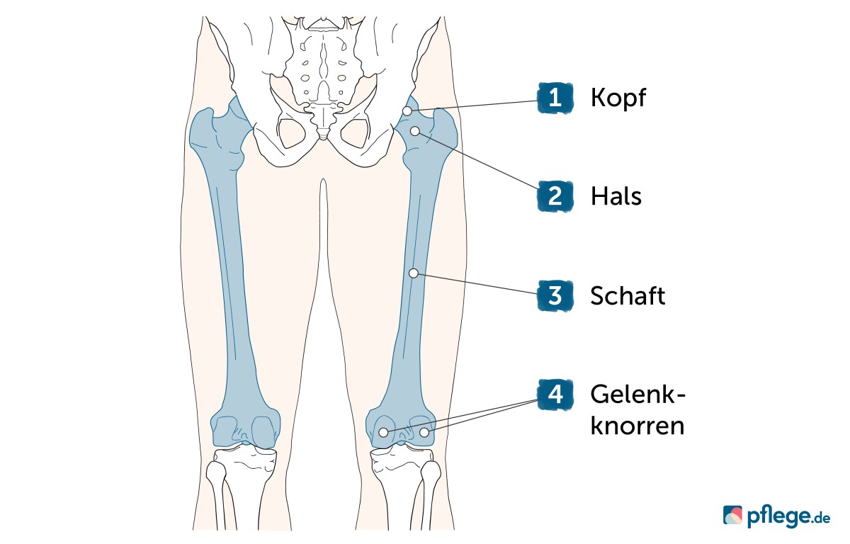 Oberschenkelhalsknochen