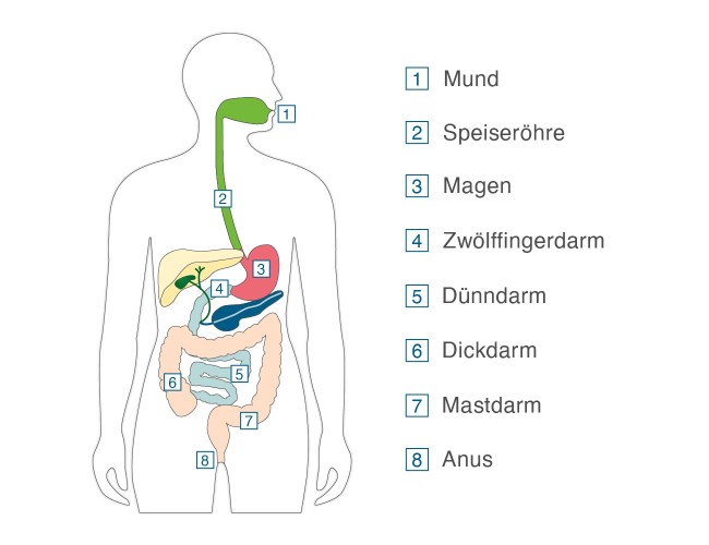 Verdauungstrakt beim Menschen